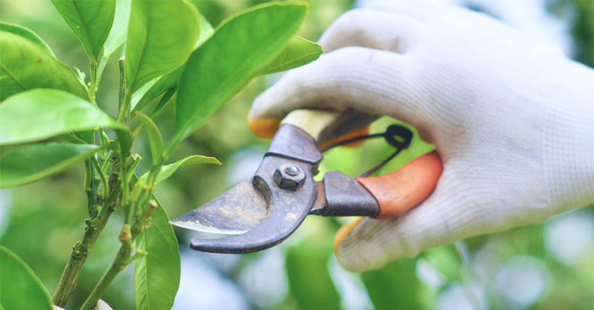 Mac and Son Tree Expert PROVIDING TREE PRUNING AND TRIMMING SERVICE