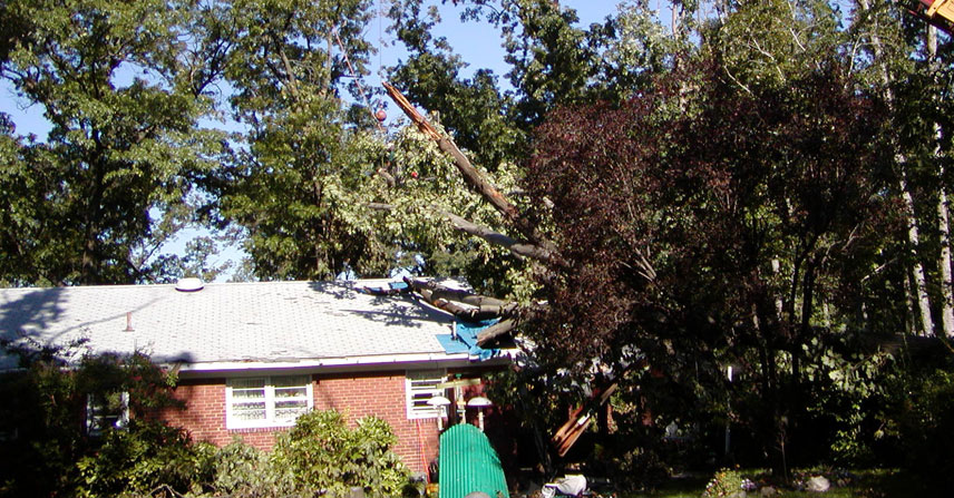 Mac and Son Tree Expert tree removal project image...
